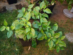 Trinidad Perfume