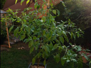 Aji Amarillo