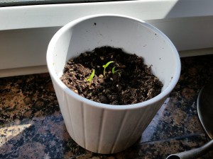 20150513_100917