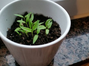 20150518_060233