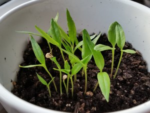 20150519_061132