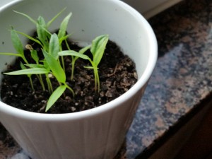 20150520_060730