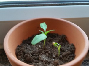 20150524_194344