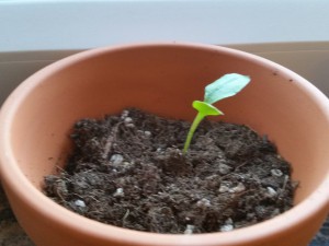 20150524_194350