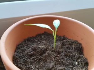20150524_194352