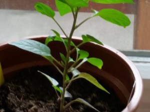 20150711_125029