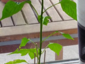 20150711_125037