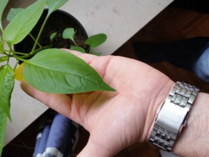 20150726_112628