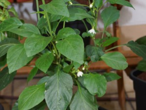 20160806_morgens 005
