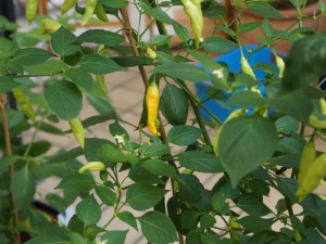 20160806_morgens 031