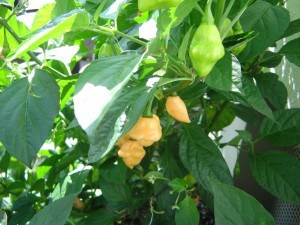 Habanero Pastel2