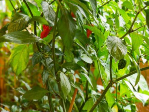 Bhut_Jolokia_red_Pflanze