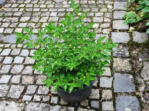 Chili2016-0508 003
