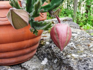 Chili2016-0508 004
