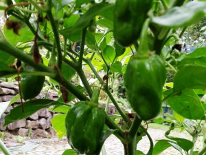 Chili2016-0508 006