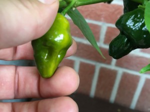 aji limo (morgens/vorher)