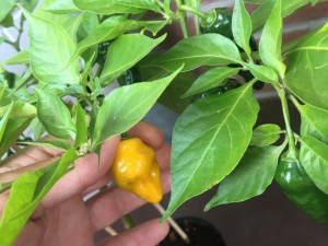aji limo (abends/nachher)