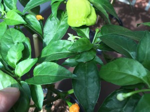 bhut jolokia peach