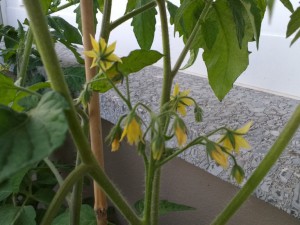 IMG_20160810_205608436
