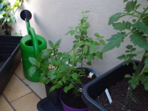 IMG_20160810_205619655