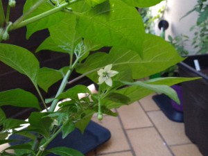 IMG_20160810_205657589