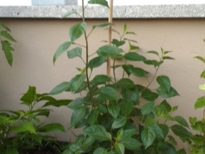 IMG_20160810_205719278