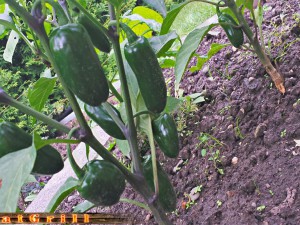 Jalapeno