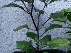 IMG_20160814_183300049