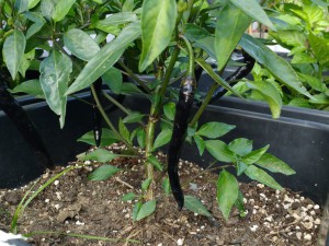 IMG_20160814_183304710
