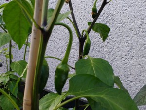 IMG_20160814_183352075
