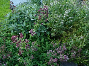 IMG_20160814_183410149