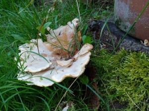 IMG_20160814_183426479
