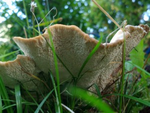 IMG_20160814_183434653