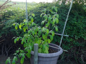 IMG_20160814_183443743