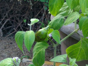 IMG_20160814_183448600