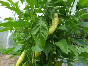 001 Aji Cristal