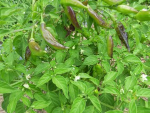 003 Aji Pineapple