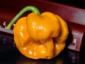 ScotchB_Foodarama_Yellow_Frucht