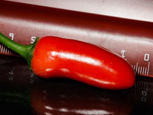 Jalapeno_Nr4_Frucht