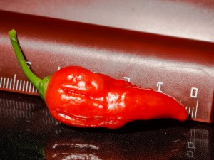 Bhut_Jolokia_Red_Frucht2