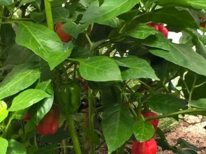 Vicentes_Annuum_Pflanze_Fruechte