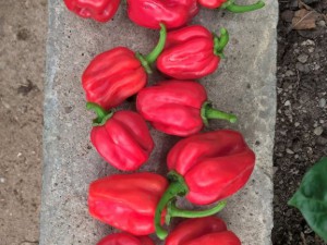 Vicentes_Annuum_Fruechte