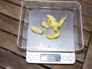 20160823_Ernte 033
