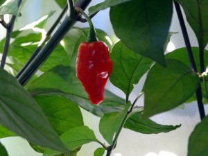 Red_Thunder_F5_Frucht1_20160823