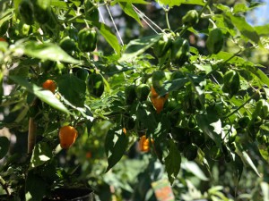 20160824_Habanero_detail1