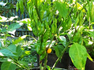 Chili2016-2608 009