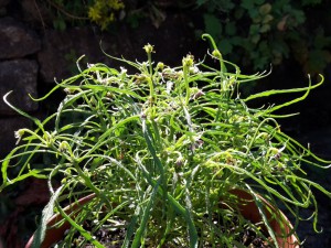 Chili2016-2608 014