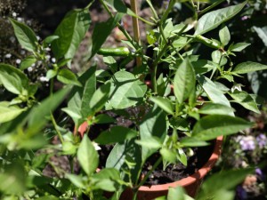 20160824_chili_close