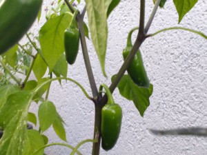 Jalapeño Coyame