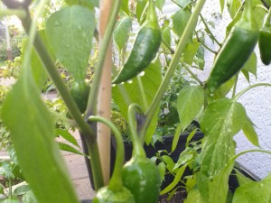 Jalapeño Giant